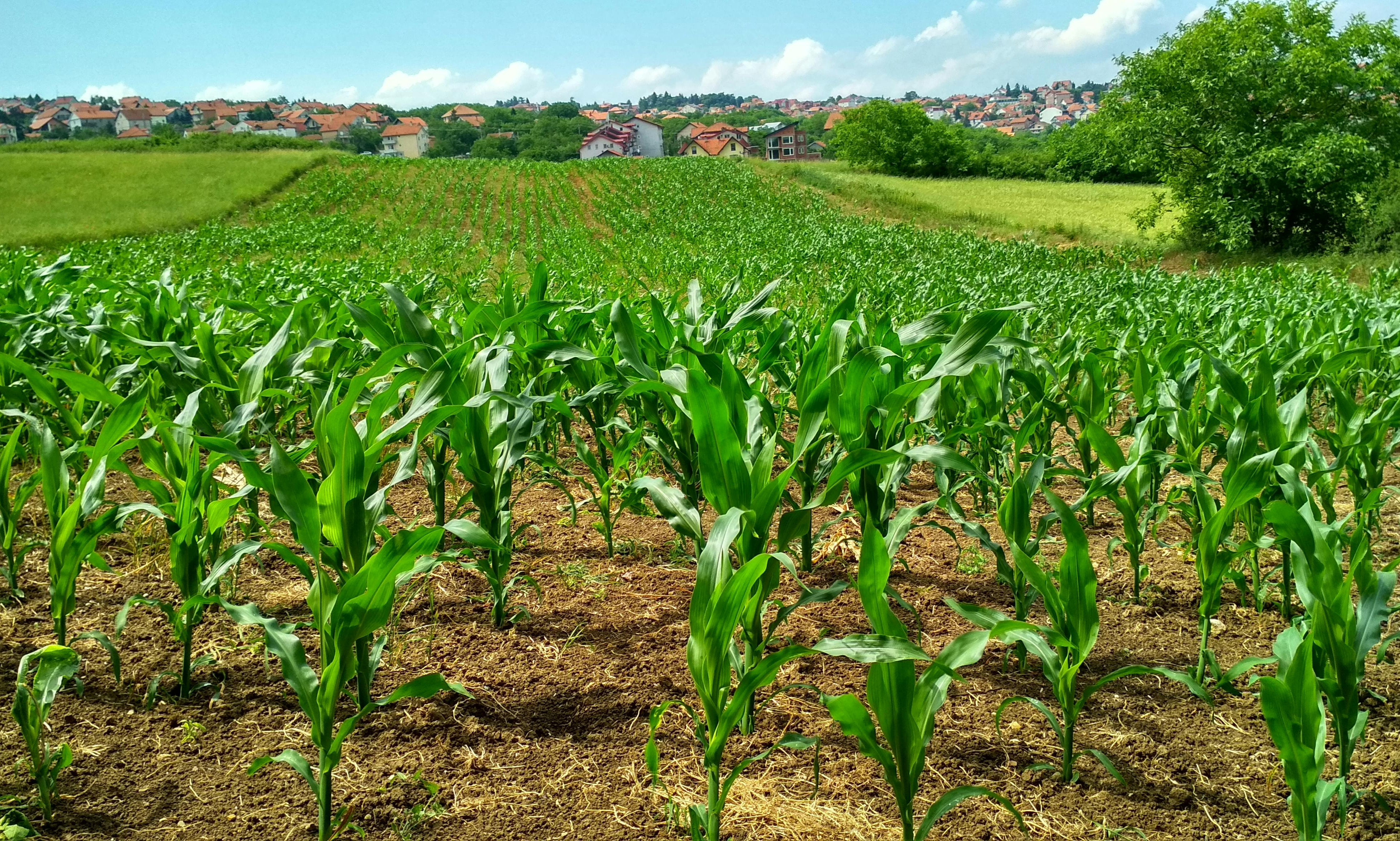 Agriculture Insurance image